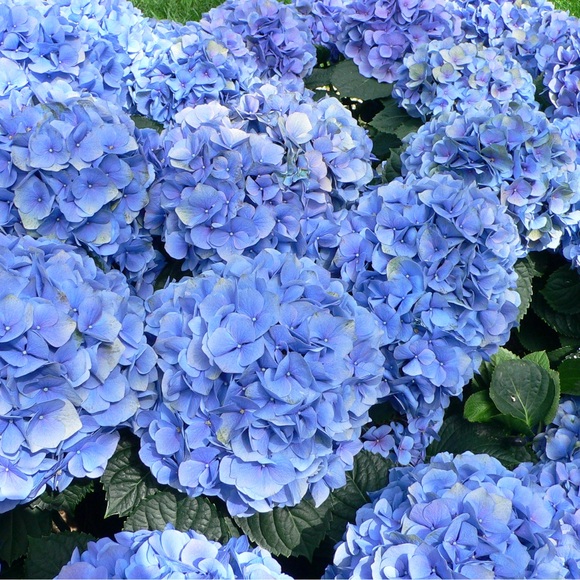 marie_tzg